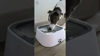 A Splash-Free Dog Water Bowl!  #amazonmusthaves, #amazongadgets