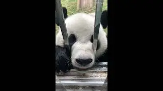 Panda Jin Hu-CongCongXiong likes to take candid shots，Do you have any snacks?if no,Get off my back.