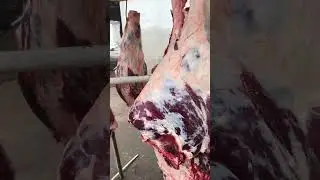 #halalmeats #freshmeats #goldenmeat #meat #halal #angus #beef #bull #butcher #simental #angusmeat