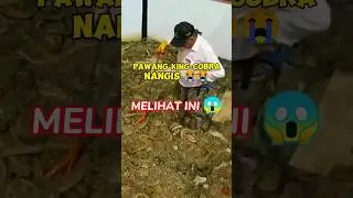 Pawang Ular Paling Berbisa Di Dunia #shorts #kingcobra #snake