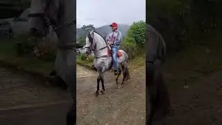Cavalo passo fino #cavalos