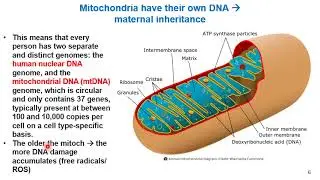 Lec 23 Cell Bio   CH 14 Energy Conversion   Part 2 Fall 25 11 14 25