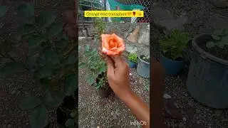 orange rose plant🧡🌹 #gardening #terrace #gardenplants #public #farming #gardentrees #gardenflowers