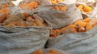 MENANAM JAGUNG PAKE POLA MASA BODOH'