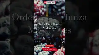 Organic Dry Black Mulberries | Hunza&rsquo;s Natural Superfood 🌿🍇