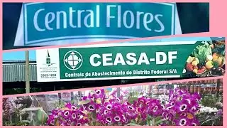 Central Flores Ceasa de Bras&iacute;lia. Um lugar maravilhoso 🌺💐🌱🌳😊