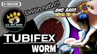 Paanno mag linis ng TUBIFEX WORM | STEP BY STEP || EK PET SHOP