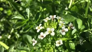 Slanke waterkers (Rorippa microphylla, basioniem: Nasturtium microphyllum)  - 2019-06-27