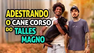 Socializing a Cane Corso puppy from Talles Magno