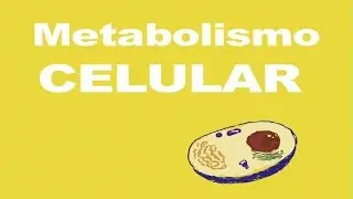 Metabolismo celular