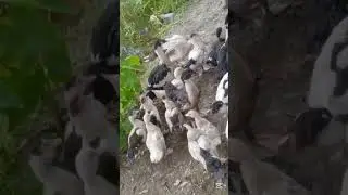 visit on Duck Farm