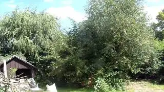 Dzikie rośliny w żywieniu kur - Dziki bez czarny