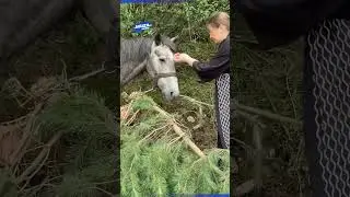 Проезжавшие мимо туристы спасли лошадь