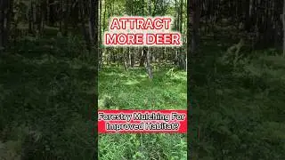 ATTRACT MORE DEER and TURKEY. Forestry Mulching.