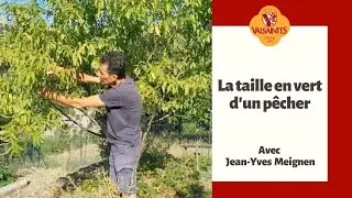 La taille en vert d'un p&ecirc;cher