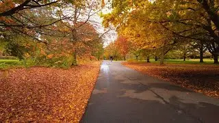 London UK Morning Autumn Nature Walk Through Regents Park To Central  - 4k 60FPS