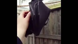 This flying fox looks like a little puppy with wings