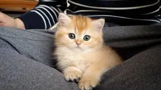 Kitten Pucca is a pacifist, so she doesn't participate in toy fights.