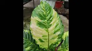 Crossbreeding Hybrid Anthurium Foliage Multicolor #SousaFamilyGarden @SousaFamilyGarden