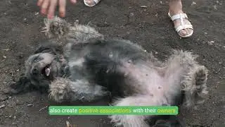 Building Trust with Your Dog  Overcoming Trust Issues Together