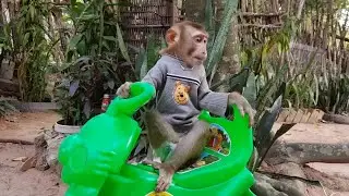 Adorable Monkey Koko Happily Playing Ball And Riding On Rabbit Truck Toy
