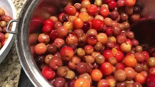 Canning Sandhill Plum Jelly (a family tradition!)