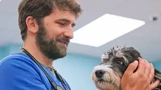 Что отличает CityVet