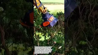Advanced Tree Cutting Machine Works Fast on Land!