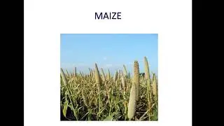 398310_A predictive model for crop cultivation and real time monitoring system_IICDC 2018 Pitch