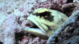 Lankayan Dive Resort