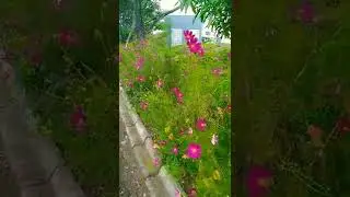 Bunga Cosmos