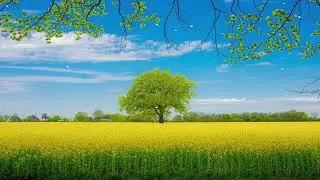 Sky background | Yellow fields | Butterfly | No Copyright | Free Background Video Effects 4k