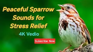 Peaceful Sparrow Sounds for Stress Relief | Bird Chirping and Feeding (No Music)