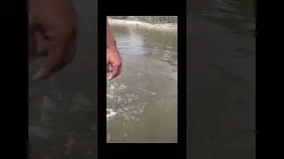 snake attack.  #attack #snack #snake #yt #ytfeed #viralreel #monitization #10million #star