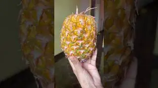 🍍Pineapple sasav | Goan style | pineapple coconut 🌴 curry |#shorts #food #goa