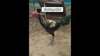 FIRE BRAND 🔥🔥#viral#video#youtubeshots#firebrand#bhimavarambreed#indianbreed#villagesfarming#channel