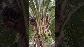 Petani Sawit TBs #sawit