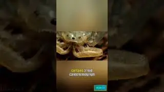 hydraulic system in a spider#shorts  #youtubeshorts #shortsfeed #nature #spider #hydraulic