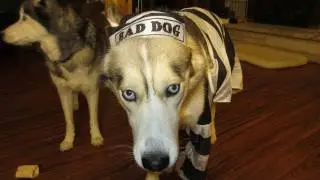 Dog Freezes in Halloween Costume Funny Must See - Siberian Husky