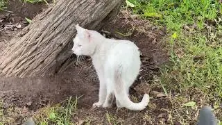 Kennedy Park / Parque Kennedy | Stray Cats in Lima, Peru🇵🇪