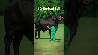 Most Expensive Qurbani Bull? 😲