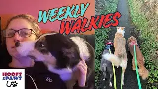 A Week in My Life as a Professional Dog Walker (Too Many Cuteness!)