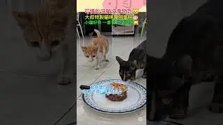流浪貓會吃嗎🎂Do stray cats eat cake? #cat #cute #cake