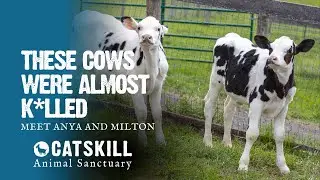 These Baby Cows Were Rescued From Slaughter at 6 Days Old