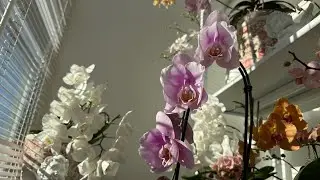 Новенькая SENDAI 🦋 с огромными цветами, детки орхидей, идеальная посадка для орхидей биг липов 