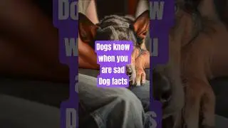Dogs feel your pain (and stay anyway) 🐶💙 #doglove