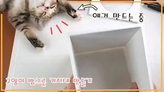 🐱고양이가 자꾸 방해해요🐾 고양이 '밥그릇거치대' 만들기 + 캣초딩 보리