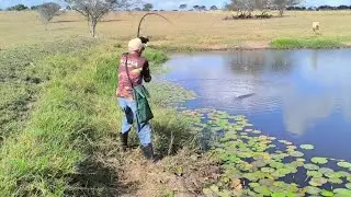 É mais traíra do que água quando a isca cai na água a disputa é grande 