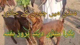 Bakra Mandi Dina Jhelum. بکرا منڈی دینہ جہلم بروز ہفتہ 10.1.2025 #dinamandi #onlinebakramandi