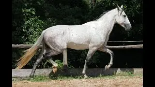 Garanh&atilde;o Ipiranga V8 - Cavalo Mangalarga Marchador (V&iacute;deo 2021)